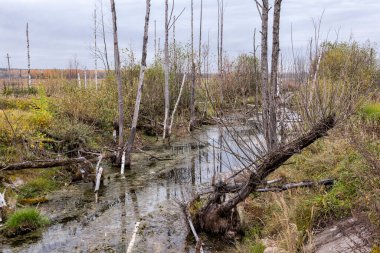 Ormandaki küçük nehir