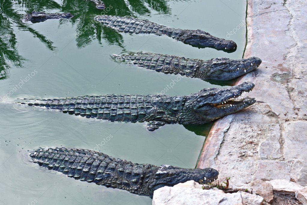 alligators in the lake | 图库照片 08 bigiii #18534103