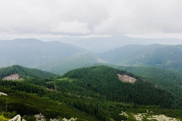 Widok na las górski w pochmurną pogodę. Karpaty, Ukraina — Zdjęcie stockowe