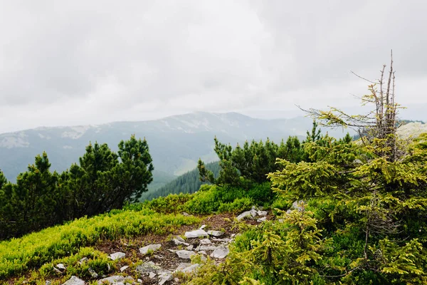 Vue du sommet de la montagne à travers les arbres jusqu'aux montagnes — Photo