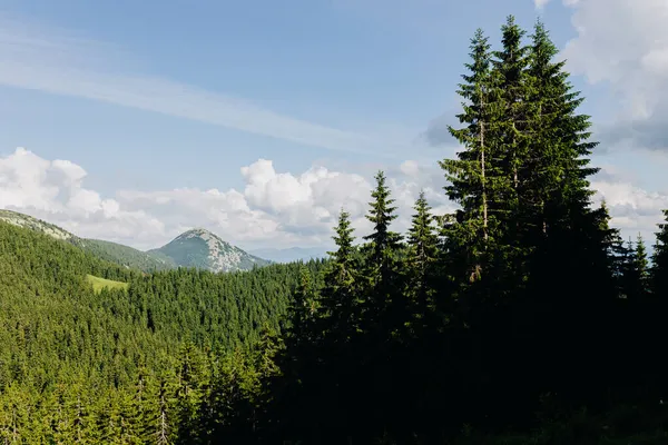 Górski las iglasty w Karpatach latem — Zdjęcie stockowe