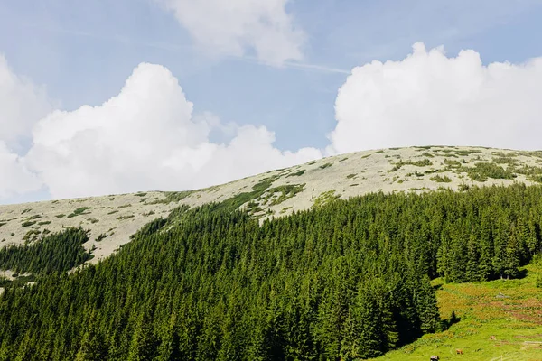 Belle vue sur le paysage forestier sur le fond des montagnes des Carpates — Photo