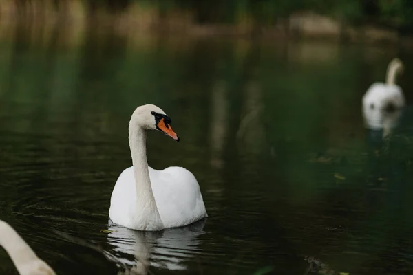 Elegantes cisnes blancos nadan en el lago, cisnes en la naturaleza. —  Fotos de Stock