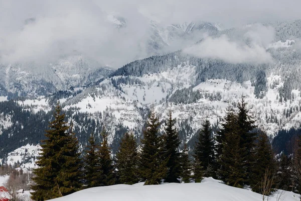 Bomen tegen de achtergrond van besneeuwde bergen. Winters Kaukasisch landschap in Georgië. Mooie, natuurlijke achtergrond. — Stockfoto