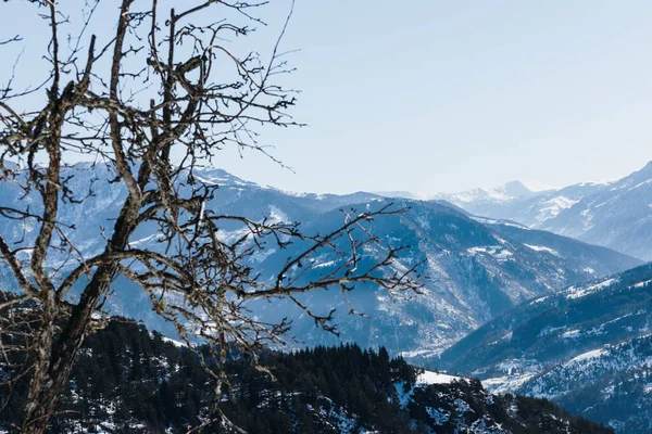 Panoramisch Uitzicht Besneeuwde Bergen Door Takken Van Bomen Hoge Kwaliteit — Stockfoto