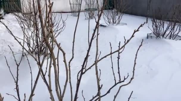 Los arbustos de grosella en invierno sobre el fondo de la nieve — Vídeos de Stock