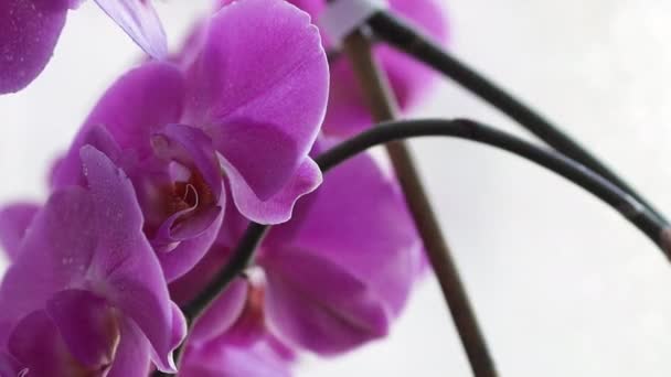 Orquídea Púrpura Sobre Fondo Claro Caída Gotas Agua Las Flores — Vídeos de Stock