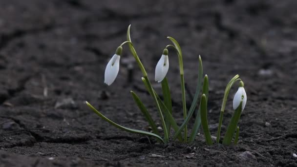 Nahaufnahme von Frühling Schneeglöckchen Blumen in der Natur. — Stockvideo