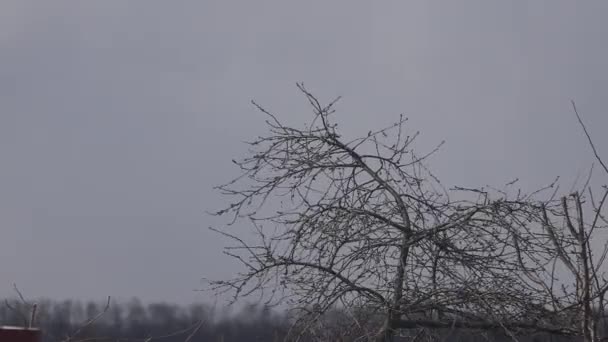 Cherry tree in the wind against a cloudy sky — Stock Video