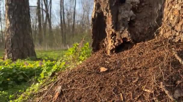 Huge Anthill Ants Forest Tree High Quality Footage — Stock video