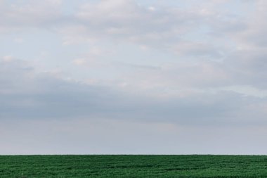  Green grass on a background of cloudy sky at sunset. High quality photo