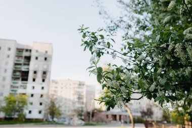 Chernihiv Ukrayna 2022: Hava saldırısından sonra yıkılan binaların arka planında çiçek açan ağaç. Kapatın. Rusya 'nın Ukrayna' ya karşı savaşı. Barış kavramı