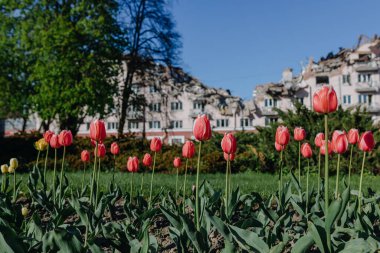 Red tulips on the background of the damaged Hotel Ukraine in the Ukrainian city of Chernihiv near Kiev in northern Ukraine in 2022.