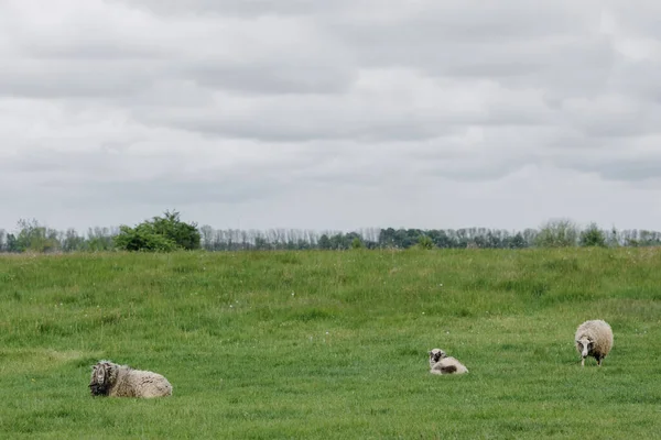 草の畑に3匹のふわふわの羊 高品質の写真 — ストック写真