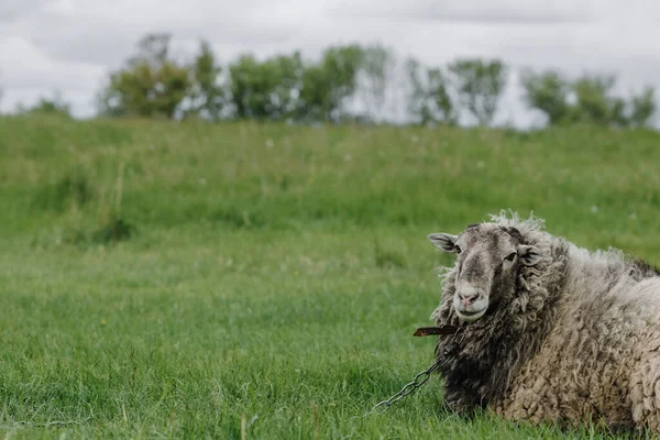 Owce Patrzą Kamerę Siedzącą Zielonym Trawniku Miejsce Tekst Wysokiej Jakości — Zdjęcie stockowe