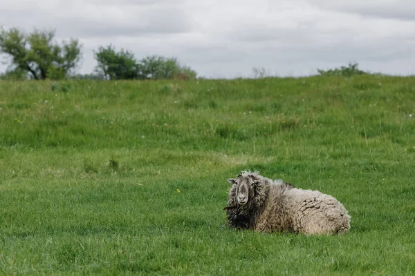 Włochate Owce Siedzą Zielonym Polu Wysokiej Jakości Zdjęcie — Zdjęcie stockowe