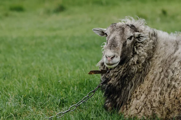 Ovce Sedí Dívá Kamery Zeleném Trávníku Zavřít Kvalitní Fotografie — Stock fotografie