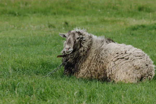 Mouton Assoit Regarde Caméra Sur Une Pelouse Verte Photo Haute — Photo