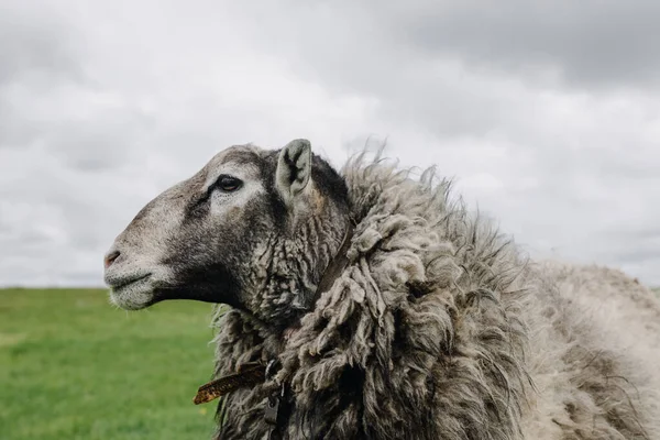 Profil Pohled Dospělé Ovce Pozadí Zatažené Oblohy Jaře Kvalitní Fotografie — Stock fotografie
