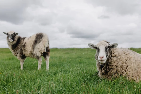 两只羊在绿色的田野里在摄像机前摆姿势 高质量的照片 — 图库照片