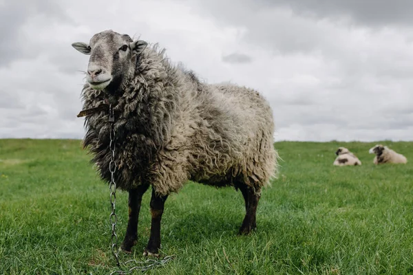 一群羊 站在草地上吃草 高质量的照片 — 图库照片