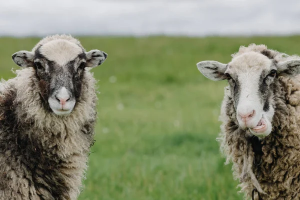 Zamknij Dwie Owce Tle Zielonej Trawy Patrząc Aparat Wysokiej Jakości — Zdjęcie stockowe