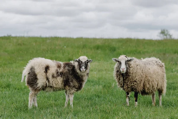 两只羊在绿色的田野里在摄像机前摆姿势 高质量的照片 — 图库照片