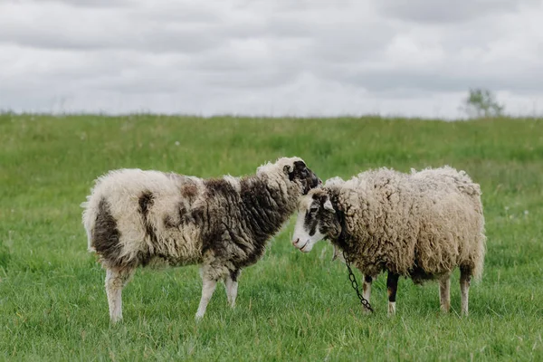 Két Bárány Pózol Kamera Előtt Egy Zöld Mezőn Kiváló Minőségű — Stock Fotó