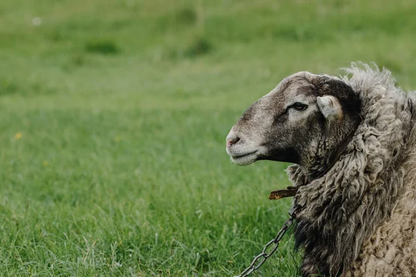 Profil Nézete Egy Felnőtt Juhok Bárány Vidéken Bárány Pózol Kamerának — Stock Fotó