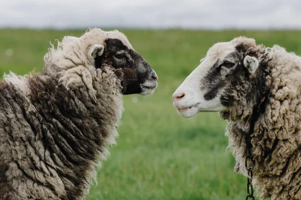 Close Van Twee Schapen Kijken Naar Elkaar Een Achtergrond Van — Stockfoto