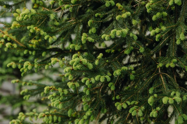 Traditionele Groene Kerstboom Straat Het Kerstseizoen Hoge Kwaliteit Foto — Stockfoto