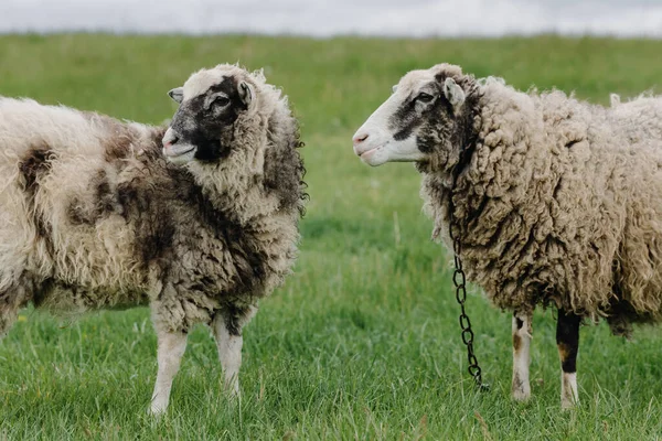 两只羊在绿色的田野里在摄像机前摆姿势 靠近点高质量的照片 — 图库照片