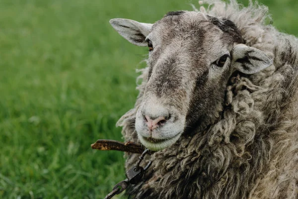Zblízka Rypák Ovce Sedící Dívající Kamery Zeleném Trávníku Kvalitní Fotografie — Stock fotografie