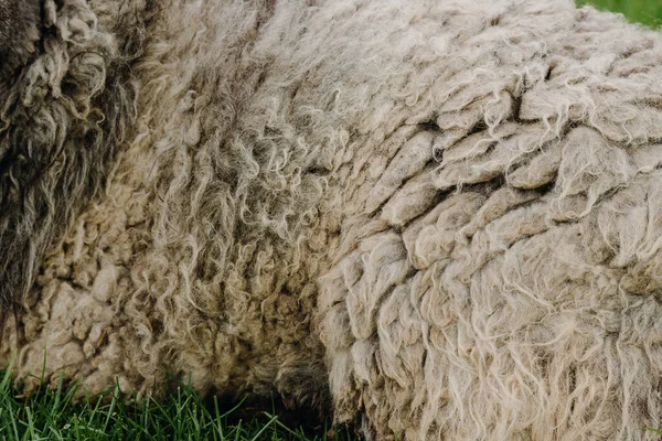 草上的羊绒质感 高质量的照片 — 图库照片