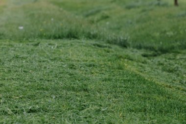Taze kesilmiş çimenli bir arsa. Çimleri biçiyorum. Seçici odaklanma. Kapatın. Yüksek kalite fotoğraf