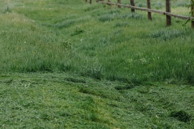 Taze kesilmiş çimenli bir arsa. Çimleri biçiyorum. Seçici odaklanma. Yüksek kalite fotoğraf