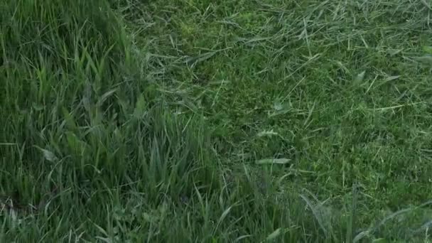 芝刈り機を手に草を刈る労働者 接近中だ 高品質4K映像 — ストック動画