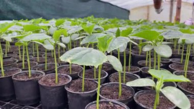 Seradaki plastik bardaklarda küçük yeşil çiçek fideleri. Eve bir filiz dikin. Yüksek kalite 4k görüntü