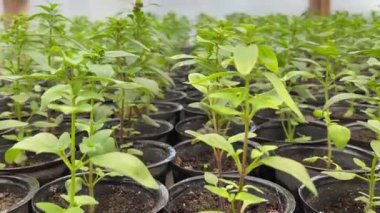 Seralarda plastik bardaklarda yeşil fidanlar. Yüksek kalite 4k görüntü