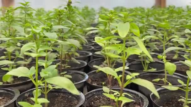 Green Seedlings Plastic Cups Greenhouses High Quality Footage — Stock Video