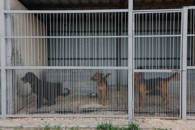 Barınaktaki kafeste evsiz köpekler. Yüksek kalite fotoğraf