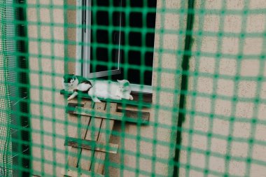 Hayvan barınağında kafesteki kediler. Yüksek kalite fotoğraf