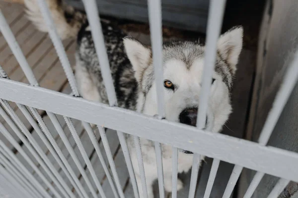 Homeless dog in a cage. An unfortunate dog behind bars in a dog shelter looks into the camera. High quality photo