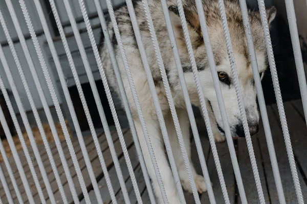 Homeless dog in a cage. Unhappy dog behind bars in a dog shelter. High quality photo