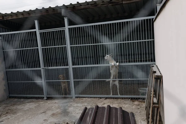 A white sad dog in an aviary in a shelter for homeless animals. A sad animal behind the bars of the cage. High quality photo