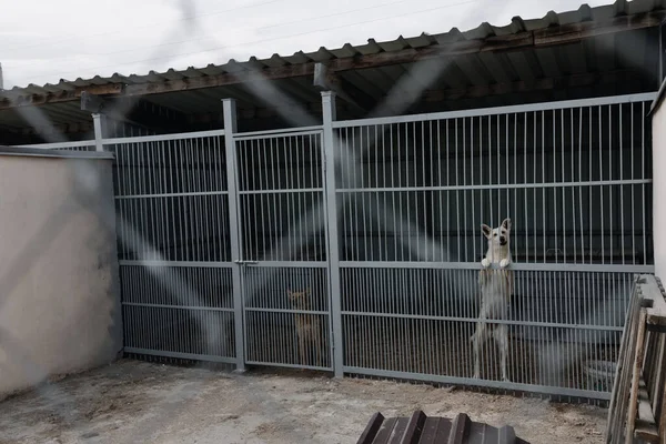 A white sad dog in an aviary in a shelter for homeless animals. A sad animal behind the bars of the cage. High quality photo