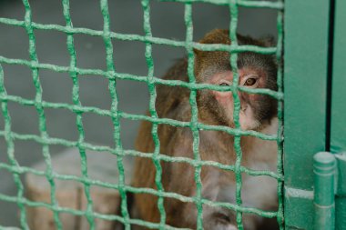 A monkey sits in a cage and looks at zoo visitors. High quality photo