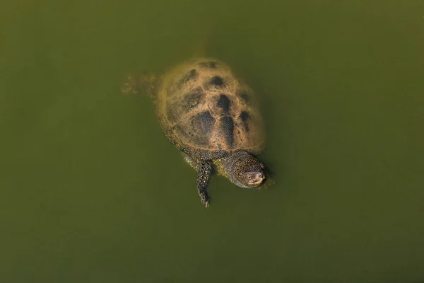 A river turtle in its habitat. A turtle in the water at the zoo. High quality photo