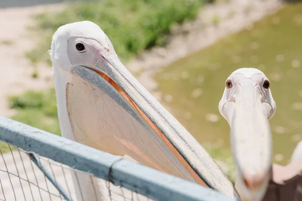 Two Pelicans Looking Camera Close Contact Zoo High Quality Photo — Photo