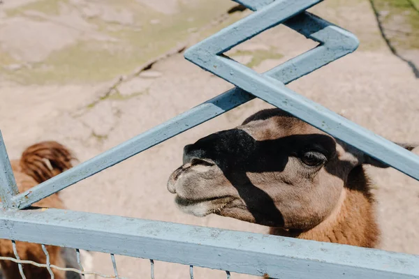 Верблюд Зоопарке Крупный План Головы Верблюда Над Забором Высокое Качество — стоковое фото